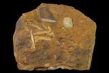 Paleocene Unidentified Fossil Fruit - North Dakota #145343-1